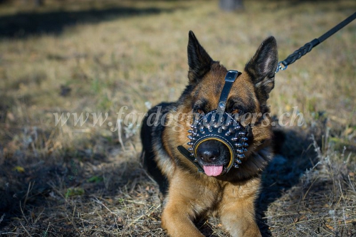 leder Hundemaulkorb spikes und nieten schferhund
kaufen