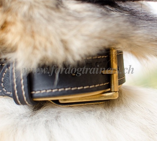 hunde halsband Leder tervueren kaufen