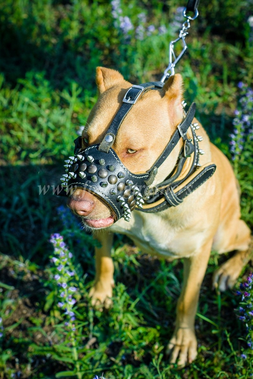 leder Hundemaulkorb pitbull kaufen