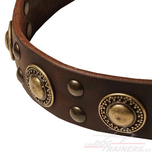 leder nietenhalsband hund schweiz