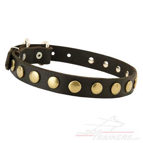 neues leder halsband nieten schweiz