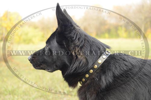 Leder Nietenhalsband fr
Deutschen Schferhund bestellen