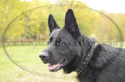Handgefertigtes Leder Nietenhalsband mit Spikes fr
Schferhund