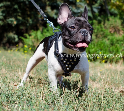 kleines leder geschirr
Franzsische Bulldogge Schweiz 