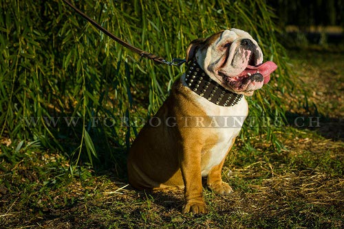 genietetes halsband leder Englische
Bulldogge schweiz
