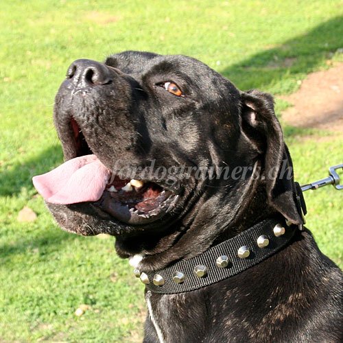 nylon hundehalsband nieten Cane Corso
handgemacht