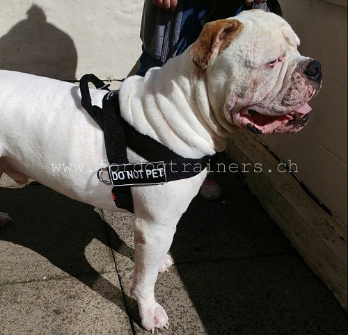 Hundesportgeschirr Vintage Bulldog
Schweiz