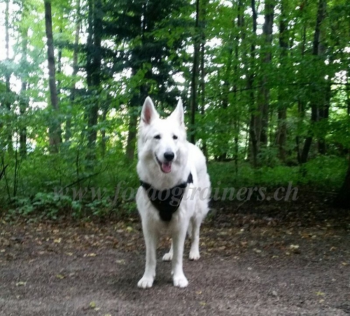 hundegeschirr weisser schaeferhund kaufen