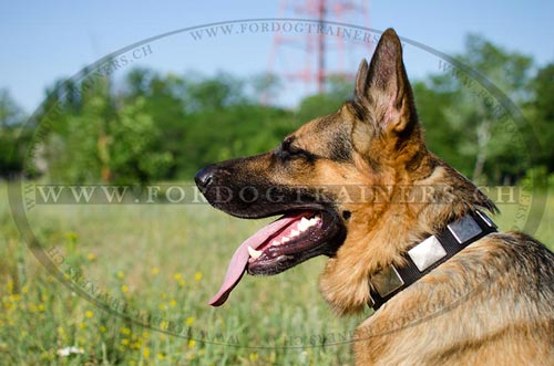 Klassisches Nylon Hundehalsband fr Deutschen Schferhund
bestellen