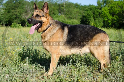 Design Nylon Hundehalsband fr Schferhund bestellen