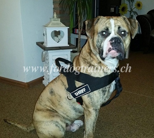 Hunde geschirr amerikanische bulldogge genf