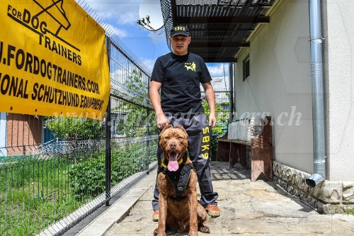 Brustgeschirr Nylon bandogge bonn bestellen