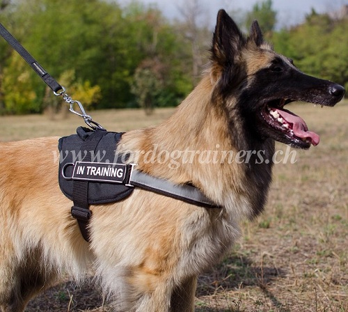 hundegeschirr mit handschlaufe tervueren kaufen