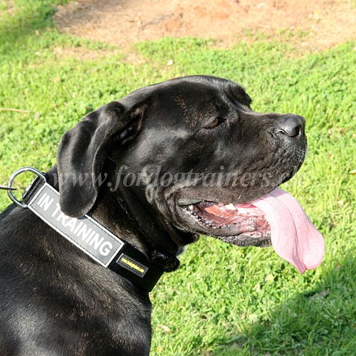 nylon halsband Cane Corso handgemacht