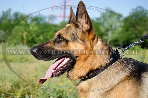 Handgemachtes Nylon Hundehalsband fr Schferhund mit
Nieten