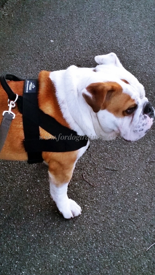 nylon geschirr fr englische bulldogge Schweiz