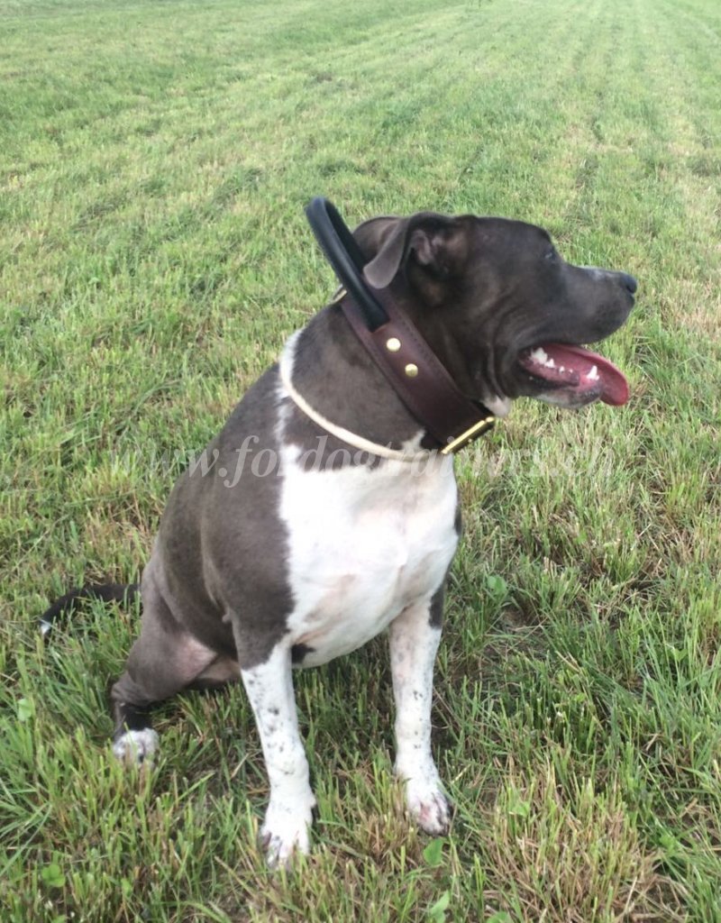 Pitbull training collar top