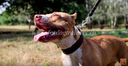 klassisches halsband leder pitbull schweiz