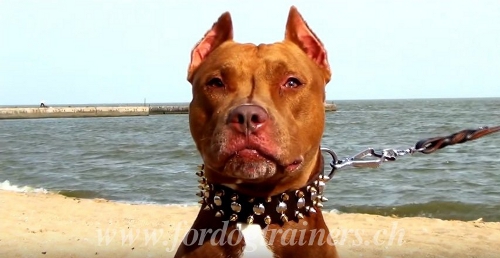halsband leder pitbull schweiz