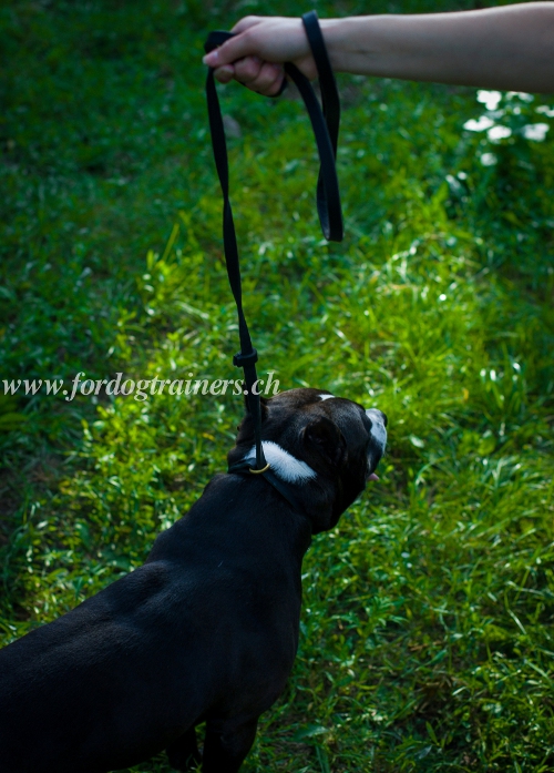 halsband leine set Pitbull salzburg kaufen