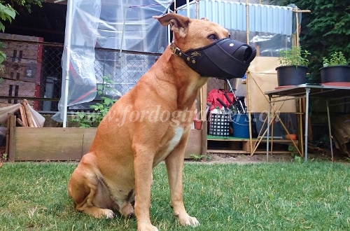 fordogtrainers American Pitbull Terrier Maulkorb schweiz