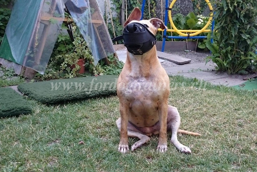 maulkorb fr pitbull nylon leder