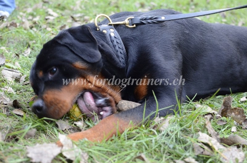 geflochtenes Lederhalsband fr rottweiler