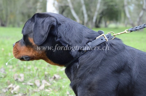 geflochtenes leder halsband rottweiler schweiz
