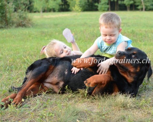 rottweiler zubehoer kaufen