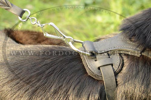 Brustgeschirr fr Schferhund mit Spikes bestellen