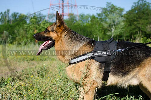 deutscher sch�ferhund zubeh�r