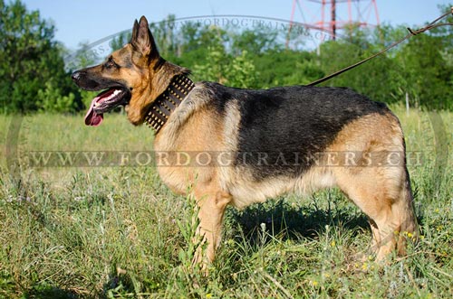 Handgemachtes Leder
Hundehalsband fr Schferhund mit Spikes