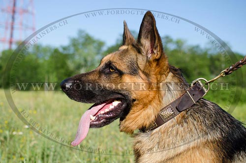 Handgemachtes Leder Hundehalsband fr
Schferhund bestellen