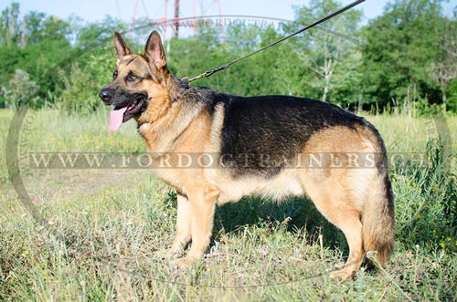 Hunde Lederhalsband fr Schferhund, Lederhalsband mit
Zpfdesign