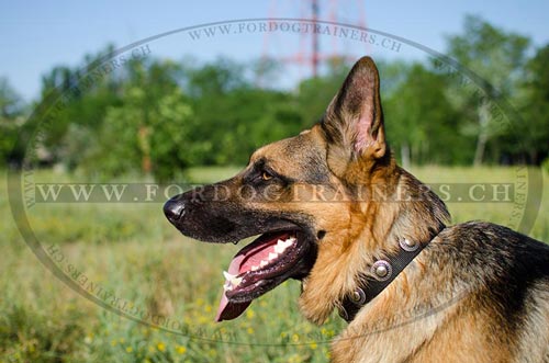 nylon halsband conchos deutscher
Schferhund handgemacht