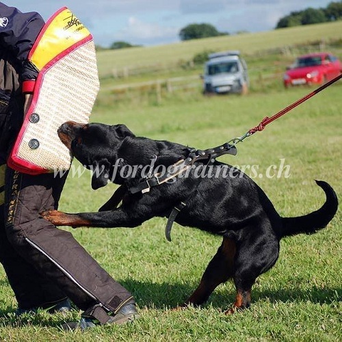 hetzarm rottweiler schweiz kaufen