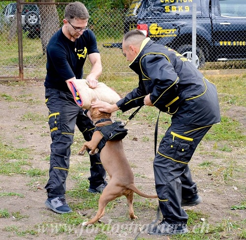 anzug hundetrainer nach ma Schweiz