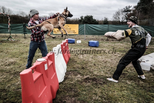 malinois beissarm IGP hundesport schweiz