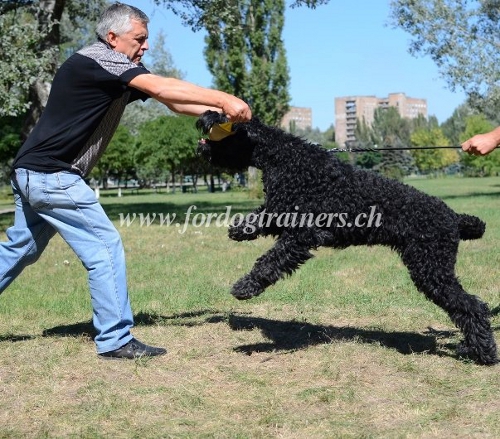 leder leine schwarzer terrier training schweiz