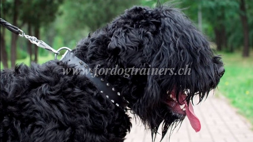 lederhalsband hund ch
schwarzer russischer terrier