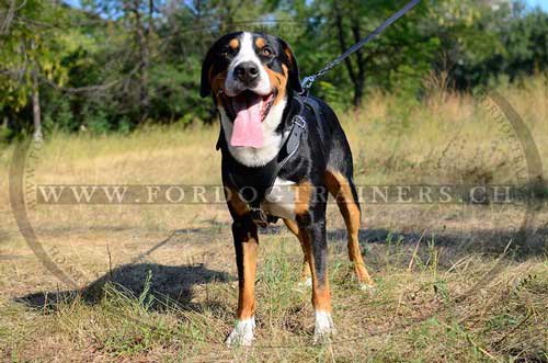 Hundegeschirr Polizei Sennenhund Schweiz