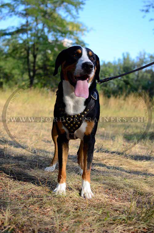 Chest harness Swiss Mountain Dog education