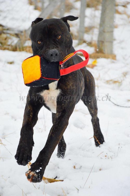 beisskissen griff bandogge kaufen