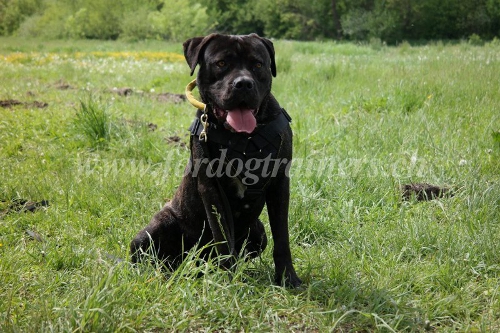 Brustgeschirr Nylon American Bandogge Mastiff luzern
bestellen