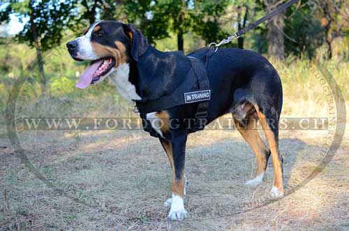 Hundesportgeschirr Schweizer Sennenhund
Schweiz