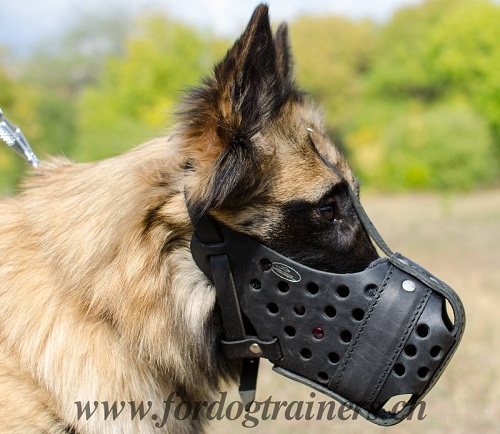 maulkorb leder Tervueren training