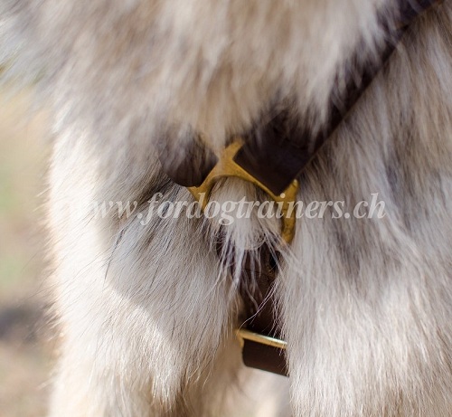  Leder geschirr tervueren hund