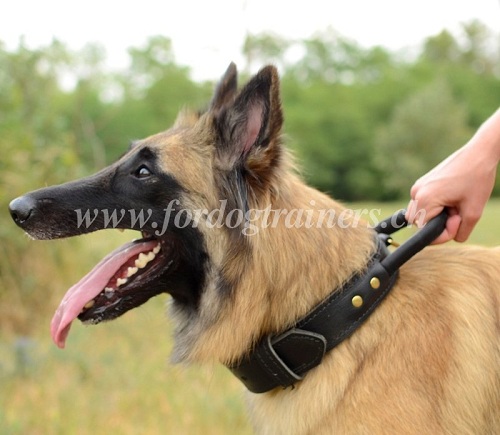 halsband leder hundesport Tervueren schweiz