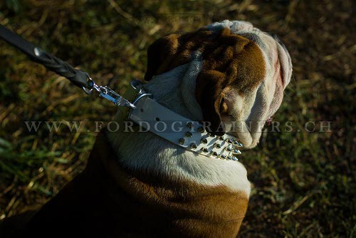 weies halsband englische bulldogge
schweiz