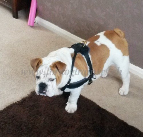 Zuggeschirr Leder englische Bulldogge Schweiz